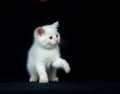 White kitten playing on black background Royalty Free Stock Photo