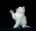 White kitten playing on black background Royalty Free Stock Photo