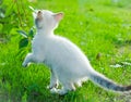 White kitten playing in garden