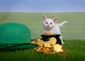 White kitten with pot of gold in grass