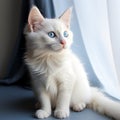 White kitten\'s charm enhanced by its mesmerizing blue-eyed gaze.