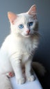 White kitten\'s charm enhanced by its mesmerizing blue-eyed gaze.