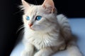 White kitten\'s charm enhanced by its mesmerizing blue-eyed gaze.