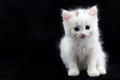 White kitten sitting on a black background Royalty Free Stock Photo