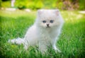 White kitten sitting in the grass.