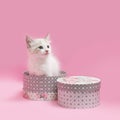 White kitten sitting inside gray and white hat box, pink background.