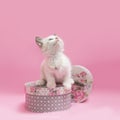 White kitten sitting inside gray and white hat box, pink background.