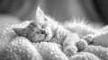 White Kitten Sleeping on Cozy Blanket.World Sleep day concept