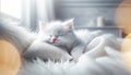 White Kitten Sleeping on cozy pillow. World Sleep day concept Royalty Free Stock Photo