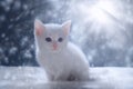 White Kitten in Snow Scene Royalty Free Stock Photo