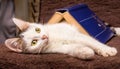 A white kitten is under a book with a blue cover. Cat near the book_ Royalty Free Stock Photo