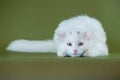 White kitten on the watch