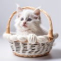 White Kitten In a Wicker Basket With White Yarn