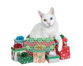 White kitten with yellow right eye and blue left eye popping out of Christmas Presents, isolated Royalty Free Stock Photo