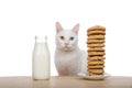 White kitten with yellow right eye and blue left sitting at table with large stack of chocolate chip cookies and bottle of milk Royalty Free Stock Photo