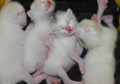 White kittens in the basket Royalty Free Stock Photo