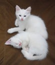 White Kittens on Brown Chair Royalty Free Stock Photo