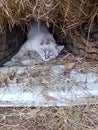 White Kittie love Royalty Free Stock Photo