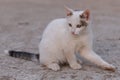 White kitty sitting on concrete looking away Royalty Free Stock Photo