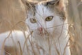 White kitty walk in the dry grass. Lovely young cat hunt in the sunny garden Royalty Free Stock Photo