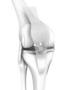 White knee joint, menisci and ligaments, medically 3D illustration Royalty Free Stock Photo