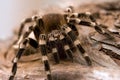 White Kneed Tarantula