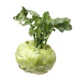 White kohlrabi Royalty Free Stock Photo