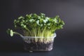 White Kohlrabi seedlings Royalty Free Stock Photo