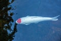 White koi fish with large red circle on a head Royalty Free Stock Photo