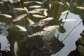 Koi fish in the fish pond Royalty Free Stock Photo