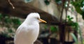 White Kookaburra bird in close-up emblem of exotic bird life stands out with its beautiful plumage Kookaburra