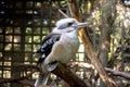 White kookaburra dacelo novaeguineae bird in the zoo