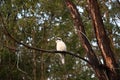 White Kookaburra perched in a Wattle tree
