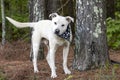 White Lab Husky mix dog with bandana outside on leash wagging tail
