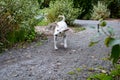 White lab mix rescue dog outside in the park, on a gravel path, shaking head