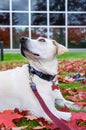 White lab mix rescue dog outside in the park, red maple leaves scattered on the grass, glass building in background