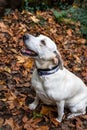 White lab mix sitting in a pile of fallen maple leaves in the woods, eagerly awaiting the next game