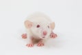White Lab Rat