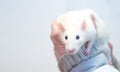 A white lab rat at the hands of caregivers Royalty Free Stock Photo