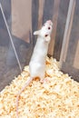 White laboratory albino mouse sitting in a plastic lab container