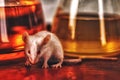 White laboratory mouse on the background of flasks with reagents. Against animal testing Royalty Free Stock Photo