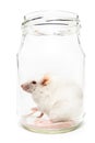 White mouse in a glass jar Royalty Free Stock Photo