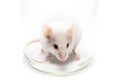 White mouse in a glass jar Royalty Free Stock Photo