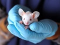 White Laboratory Mouse Held Gently in Blue Gloves with a Protective Touch Royalty Free Stock Photo