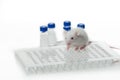 A white laboratory mouse with an immunological plate and vials. Royalty Free Stock Photo