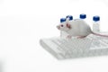 A white laboratory mouse with an immunological plate and vials. Royalty Free Stock Photo
