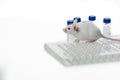 A white laboratory mouse with an immunological plate and vials.