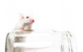 White laboratory mouse, glass jar Royalty Free Stock Photo