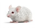 White laboratory mouse on pristine background for scientific research concepts Royalty Free Stock Photo