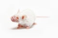 White laboratory mouse with a swollen muzzle on a white background. Diseases of rodents. Royalty Free Stock Photo